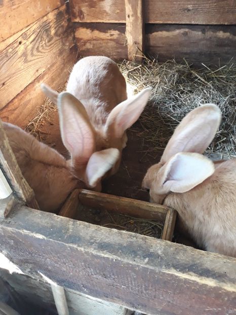  - Vara anului 2019la Ferma animalelor Sânta