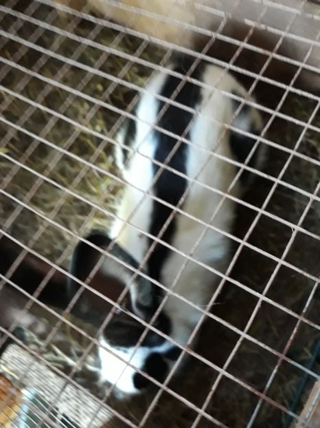  - Vara anului 2019la Ferma animalelor Sânta