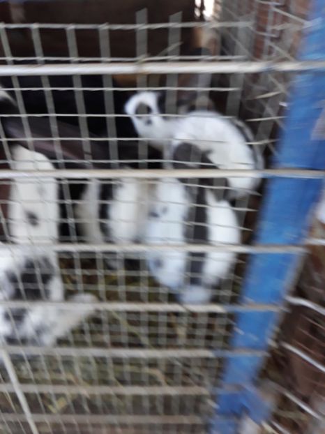  - Vara anului 2019la Ferma animalelor Sânta