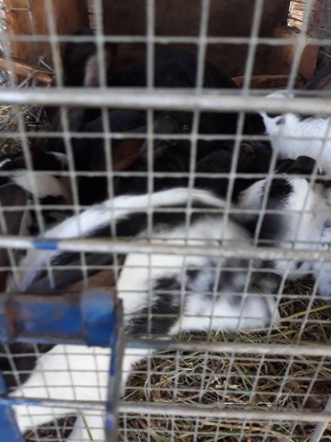  - Vara anului 2019la Ferma animalelor Sânta