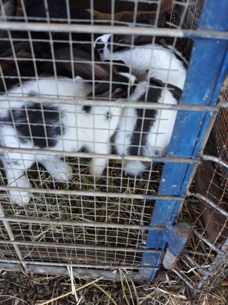  - Vara anului 2019la Ferma animalelor Sânta