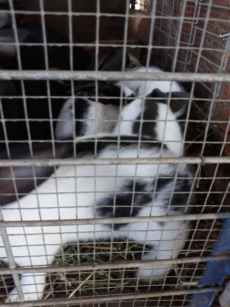 - Vara anului 2019la Ferma animalelor Sânta