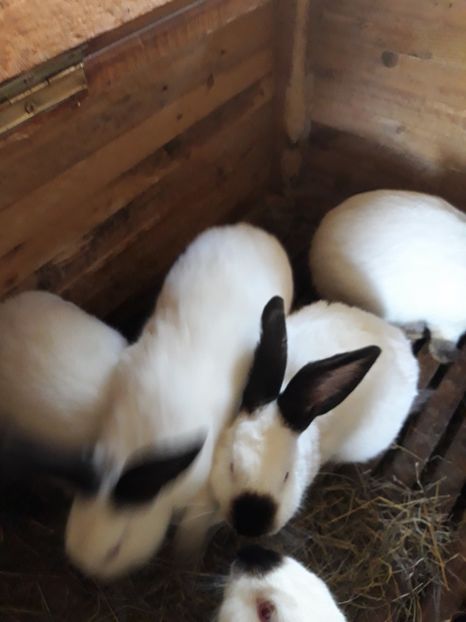  - Vara anului 2019la Ferma animalelor Sânta