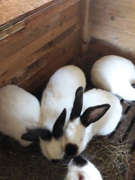  - Vara anului 2019la Ferma animalelor Sânta