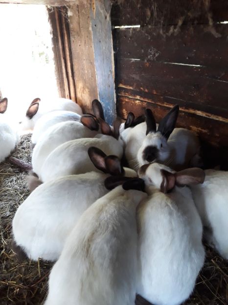  - Vara anului 2019la Ferma animalelor Sânta