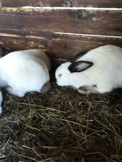  - Vara anului 2019la Ferma animalelor Sânta