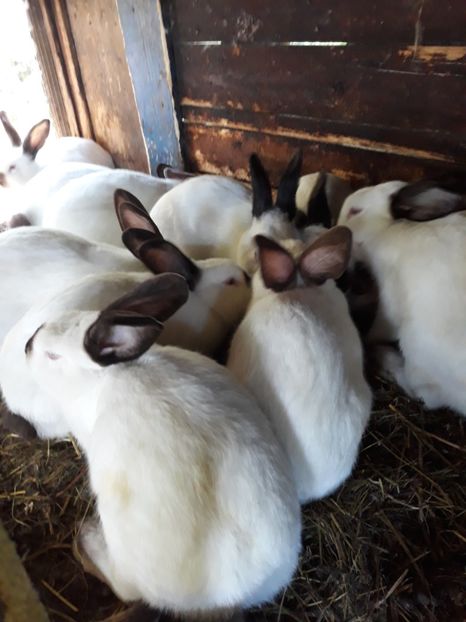  - Vara anului 2019la Ferma animalelor Sânta