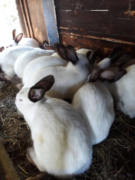  - Vara anului 2019la Ferma animalelor Sânta