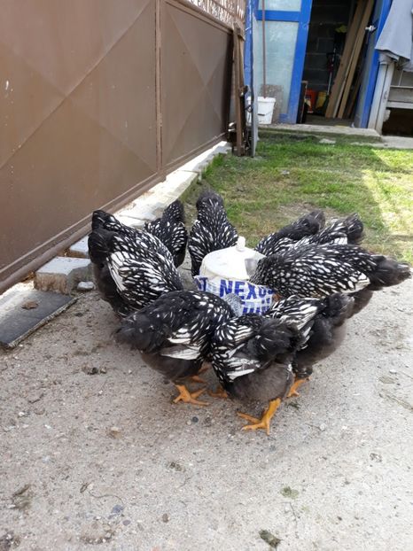  - Vara anului 2019la Ferma animalelor Sânta