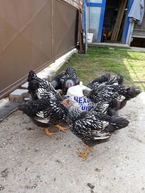  - Vara anului 2019la Ferma animalelor Sânta