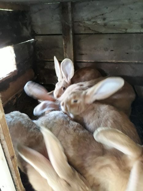 - Vara anului 2019la Ferma animalelor Sânta