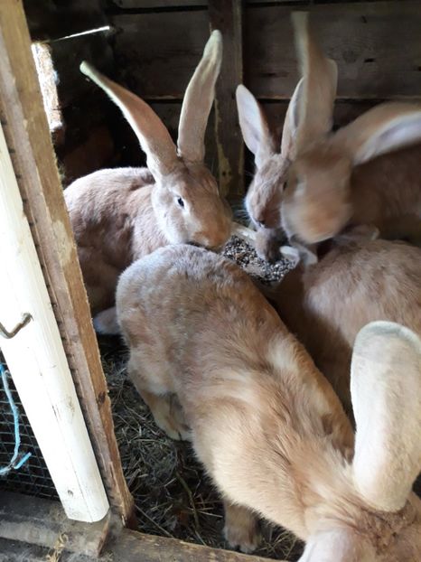  - Vara anului 2019la Ferma animalelor Sânta