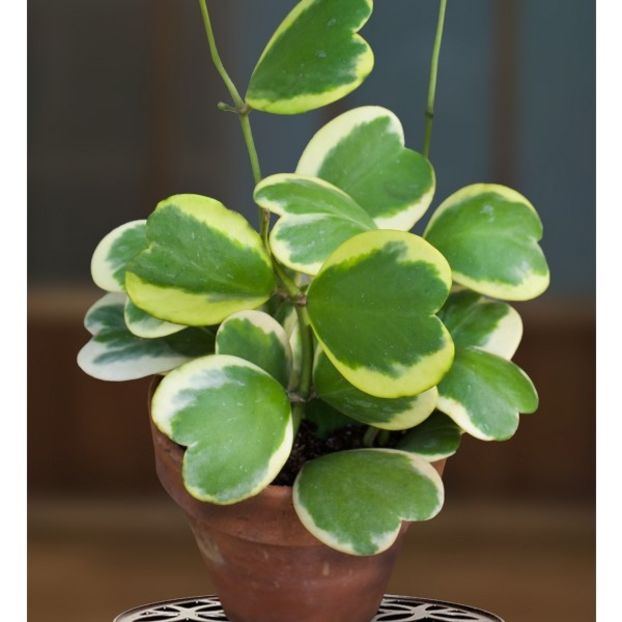 Kerri Variegata - Hoya poze net