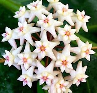 Pseudolitoralis - Hoya poze net