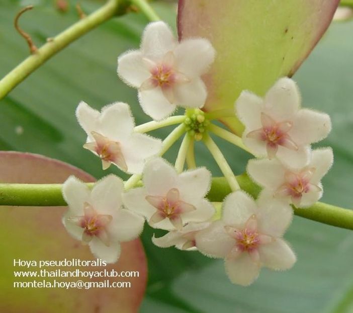 Arnottiana - Hoya poze net