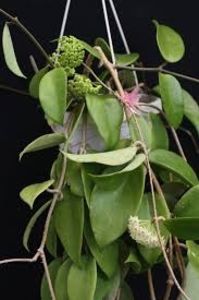 Arnottiana - Hoya poze net