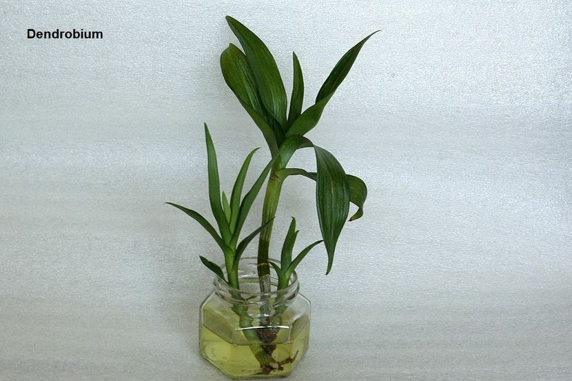 03.07.19 - 1 Transplant dendrobium