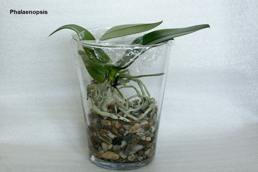 03.07.19 - 2 Transplant phalaenopsis