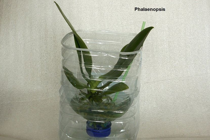 03.07.19 - 2 Transplant phalaenopsis