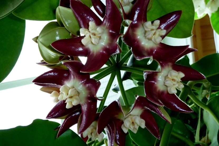 Imperialis Red - Hoya poze net