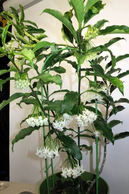 Lockii - Hoya poze net