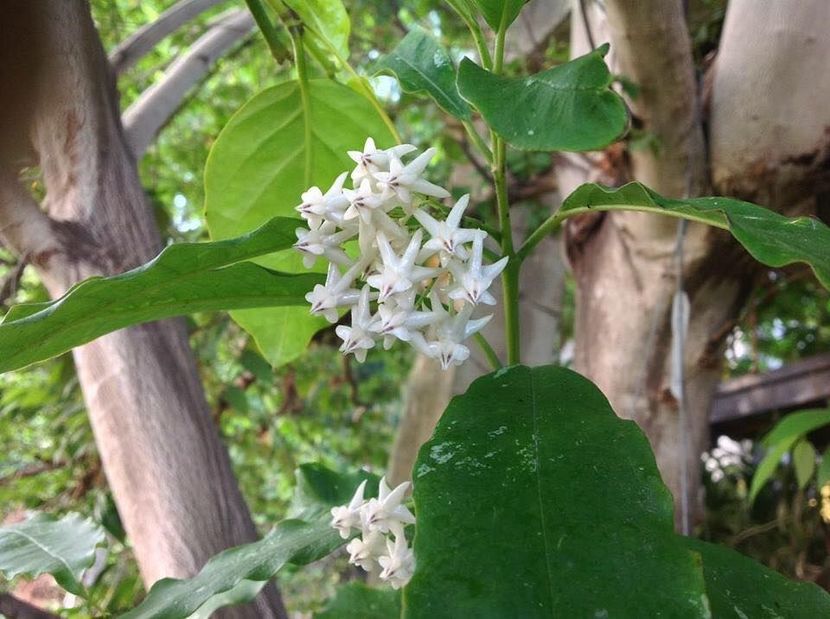 Lockii - Hoya poze net