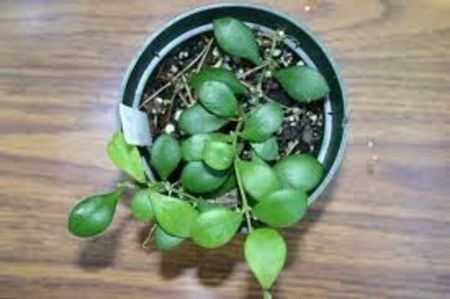 Bilobata - Hoya poze net