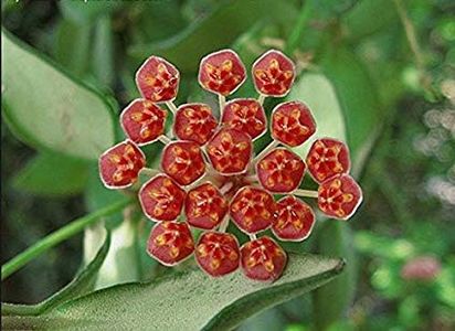 DS 70 - Hoya poze net