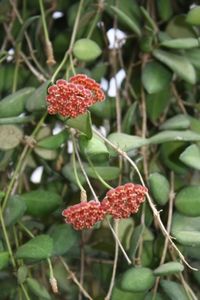 DS 70 - Hoya poze net