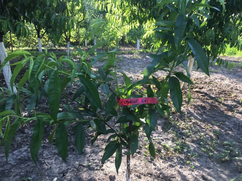  - piersic POBLET -------- pavie