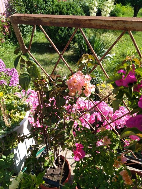  - Bougainvillea