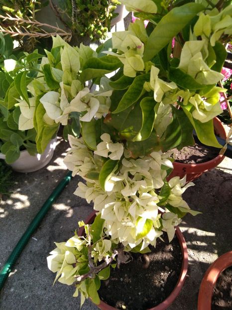  - Bougainvillea