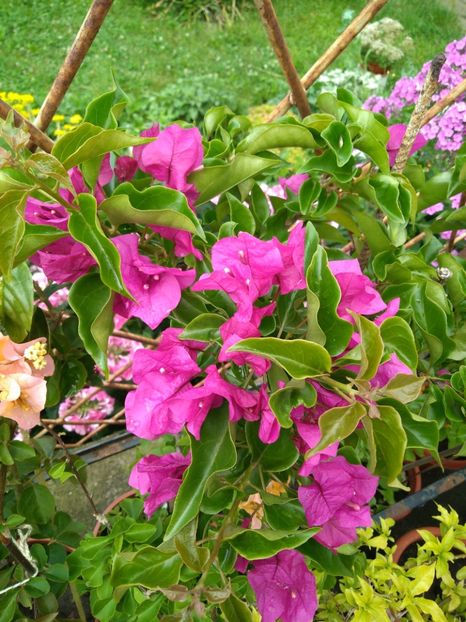  - Bougainvillea