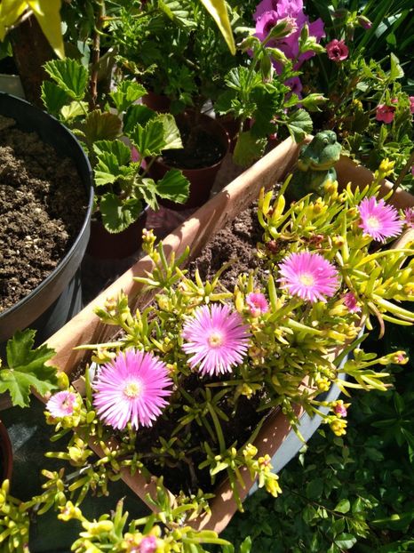  - Delosperma-Lampranthus