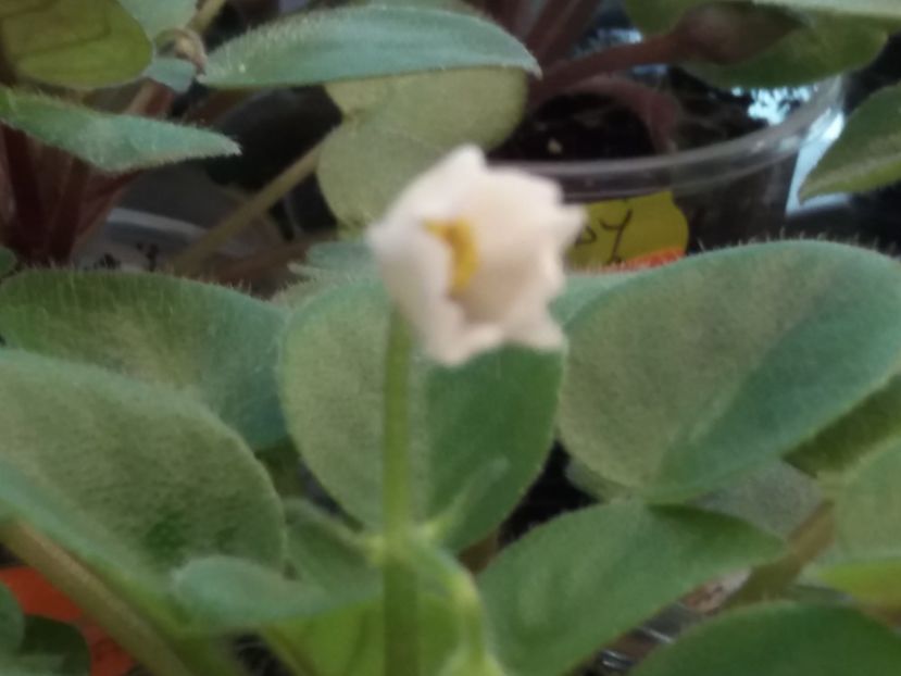  - ZZSenks Alchemy Antique Bells