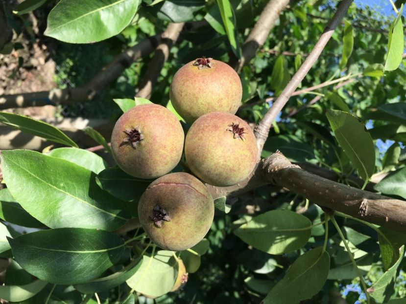  - Par Busuioace cu miez rosu