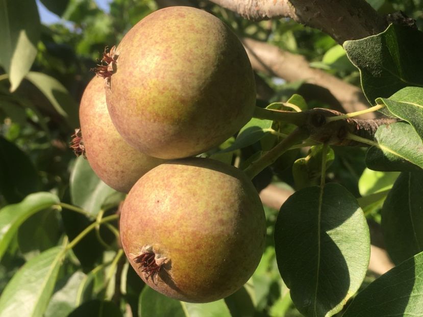  - Par Busuioace cu miez rosu