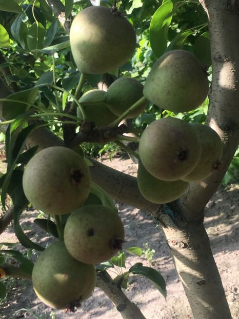 1 Iulie 2019 - Par Busuioace cu miez rosu