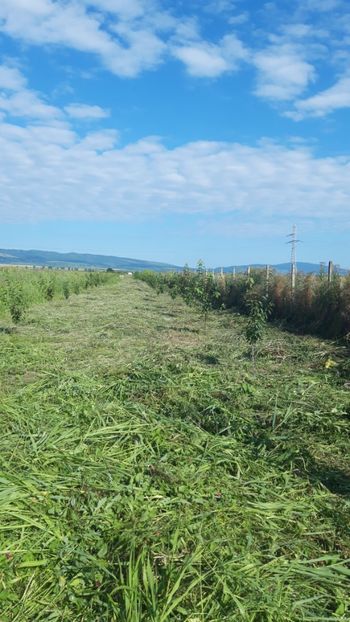  - Livada 1 anul ll 2019