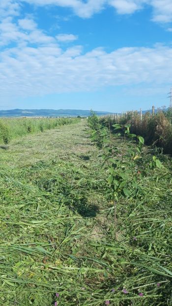  - Livada 1 anul ll 2019