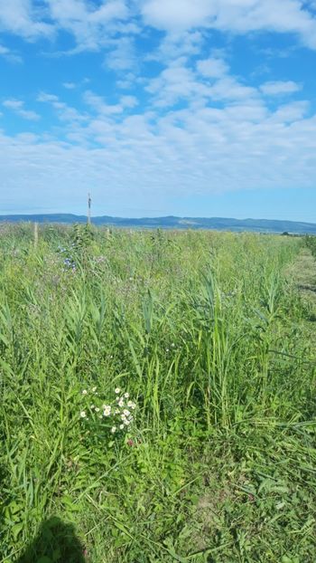  - Livada 1 anul ll 2019