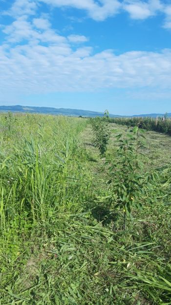  - Livada 1 anul ll 2019