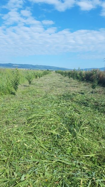  - Livada 1 anul ll 2019