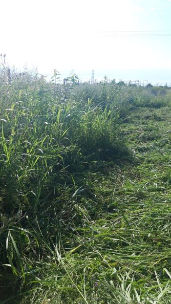  - Livada 1 anul ll 2019