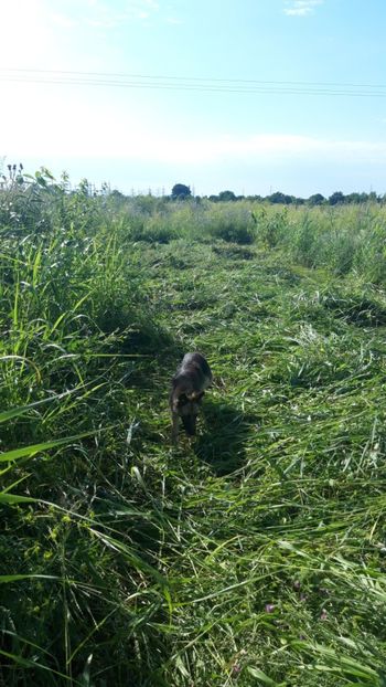  - Livada 1 anul ll 2019