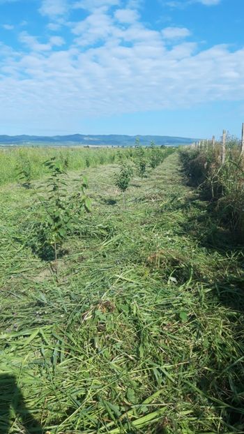  - Livada 1 anul ll 2019