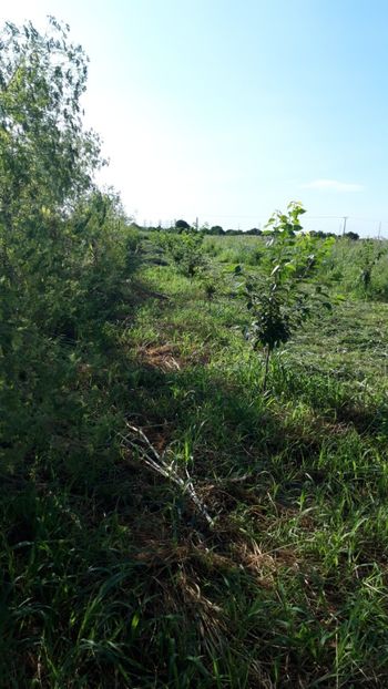  - Livada 1 anul ll 2019