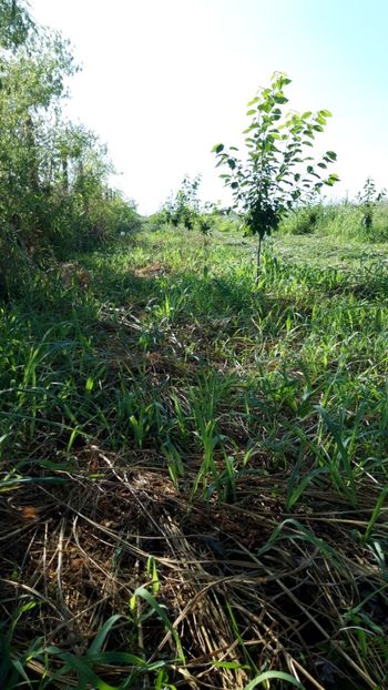  - Livada 1 anul ll 2019