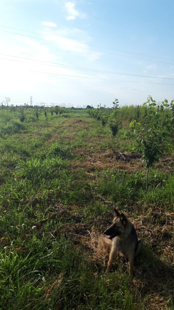  - Livada 1 anul ll 2019