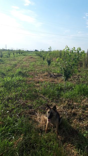  - Livada 1 anul ll 2019